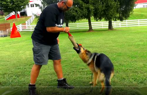 O cachorro joga futebol com o anfitrião, pastor alemão brincando