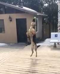 coitado pastor alemao