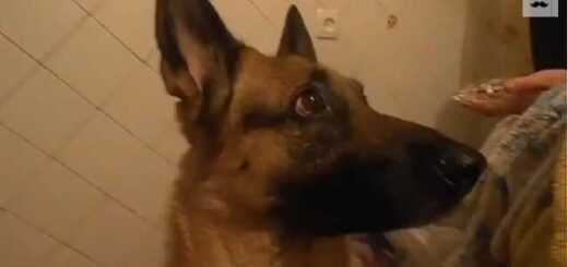 o pastor alemao das 100 expressoes