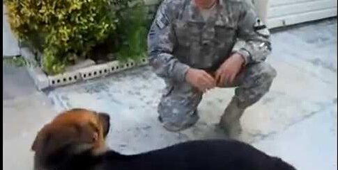 pastor alemao encontra dono