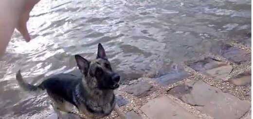 pastor atras do pau no rio