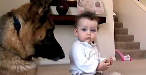 bebe rouba guloseima do pastor alemao