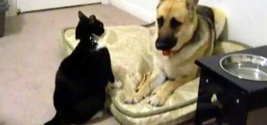 gato ataca pastor alemao