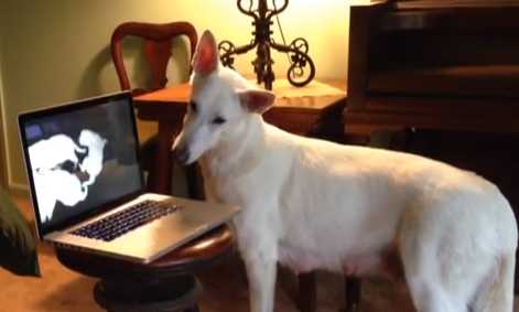 pastor alemao branco reconhece filhotes