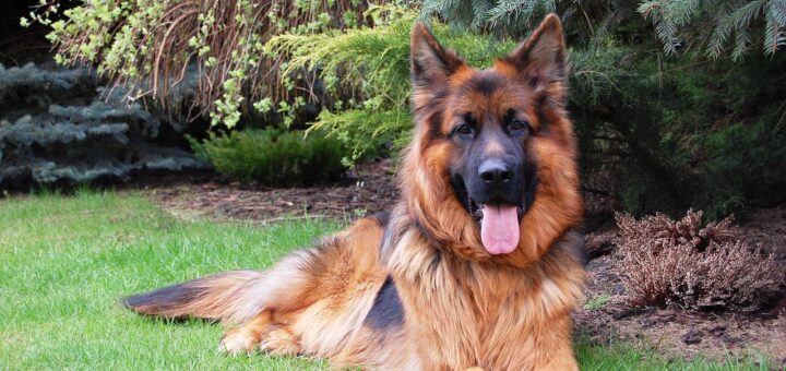 pastor alemão de capa preta