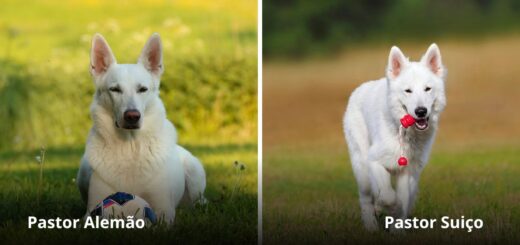 Imagem com um cão da raça pastor alemão e com pelagem branca e um cão da raça pastor branco suiço.