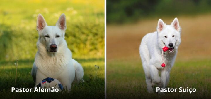Imagem com um cão da raça pastor alemão e com pelagem branca e um cão da raça pastor branco suiço.