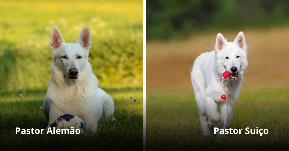 CONHECENDO AS RAÇAS: PASTOR BRANCO  Pastor branco, Pastor alemão branco,  Pastor alemão