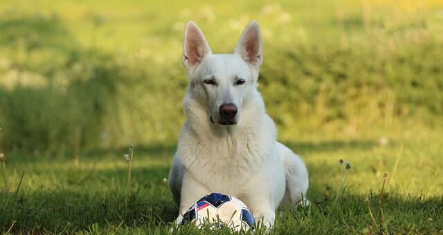 cão da raça pastor alemão com pelugem branca
